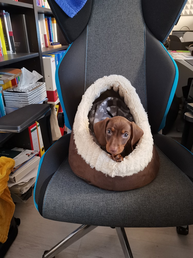 Pablo im Büro