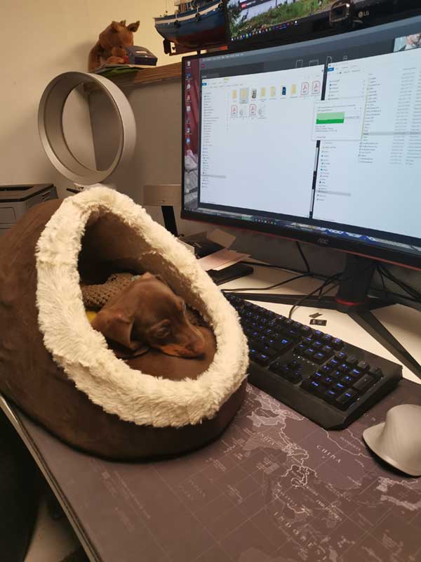 Bürohund